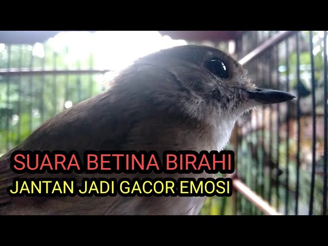 Suara SRDC Betina Birahi Memancing Jantan jadi Gacor class=