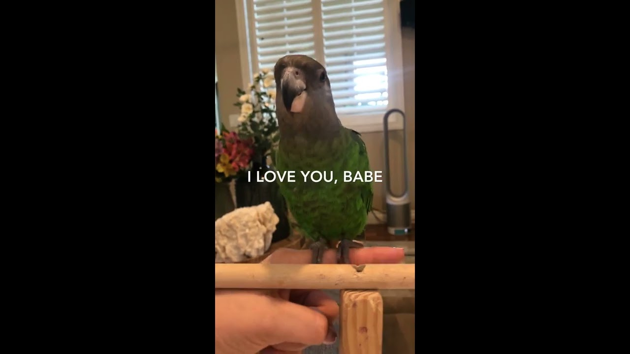 #1 BEST TALKING BROWN HEADED AFRICAN PARROT! RIGHT?!