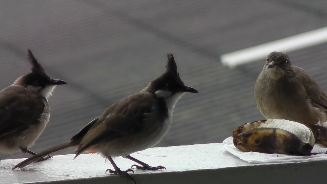 Two Kids Red-whiskered Bulbul vs Streak-eared Bulbul round-1(Birds of