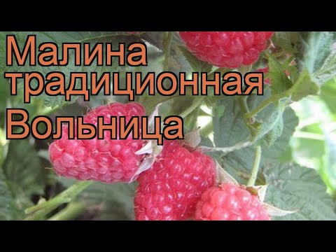 Малина традиционная Вольница (rubus volnitca) ? Вольница обзор: как сажать, саженцы малины Вольница