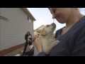 Picking Simba - Our Yellow Lab Puppy!