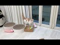 猫がお散歩したそうに見つめてくるので庭に出してあげたらまさかの…