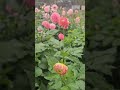natural beauty#viralvideos #flowers #quran