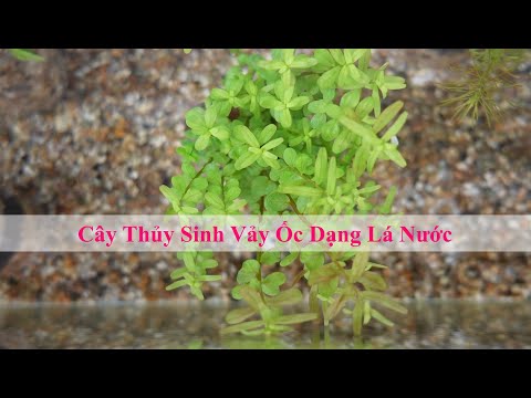 Video CÂY THỦY SINH VẢY ỐC: So sánh dạng lá cạn và lá nước... - youtube