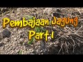 Tips  cara pembajaan tanaman jagung part 1