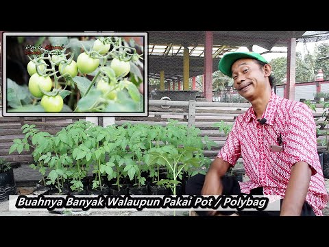 Video: Merawat Bibit Tomat Dalam Ruangan