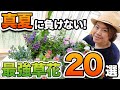 【見ないと損!】夏の暑さに強くて育てやすい!オススメの草花を20選ご紹介します♪【初心者向け】【ガーデニング】【園芸チャンネル】