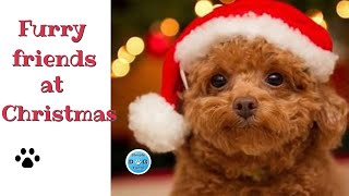 Furry Christmas by Simple Dog Facts 105 views 6 months ago 10 minutes, 29 seconds