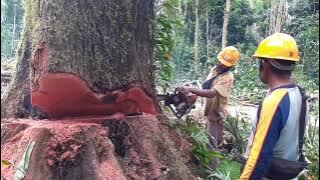 Penebangan pohon mahoni terbesar #tebang  #mahoni