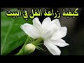 نبات الفل وطرق تكاثره في المنزل والبلكونه والميعاد الافضل في الزراعه