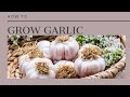 How to Grow Garlic-The Complete Guide to Garlic