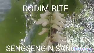 Dodim Bite New Video