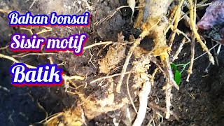 Berburu bahan bonsai sisir motif batik