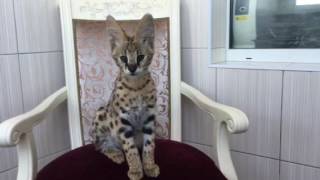 Игры с котёнком сервала Игры с котёнком сервала