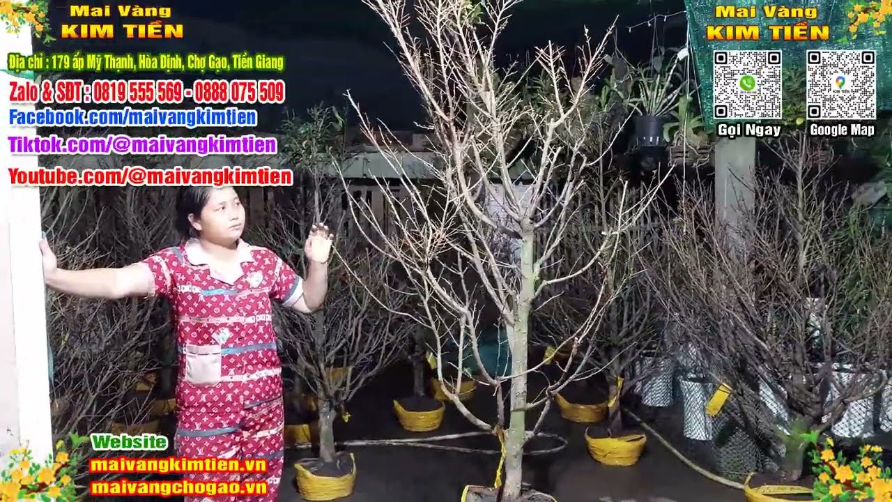 Phôi Mai Thủ Đức Giá Rẻ Bao Ship Bao Sống Toàn Quốc - Mai Vàng Kim Tiền Chợ Gạo