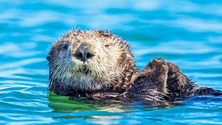 The Fascinating Life of the Cutest Sea Otters | Our World