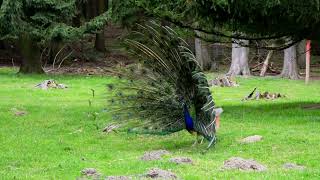 Indian peafowl, blue peafowl, or common peafowl.