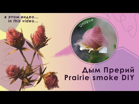 Видео: Prairie Smoke Wildflower: Как посадить Prairie Smoke