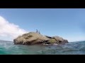 Snorkeling in the Galapagos - 11/27/2015