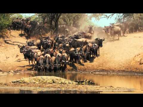 Video: Šeit Ir Precīzi Norādīts, Ko Jums Nevajadzētu Darīt Uz Safari Āfrikā