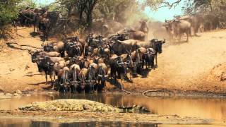 Национальный парк Серенгети _ Serengeti (2011)