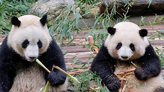 Hehua and Heye sit side by side, Heye looks like Hehua’s mother by 胖达日记 Hi Panda 3,350 views 6 days ago 1 minute, 3 seconds