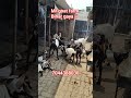 "Gaya Ji ka Viral Goat Farm 🔥 | Bentam Goat Dekho!"