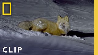 Into the Snow Storm: Checking for Predators | Life Below Zero