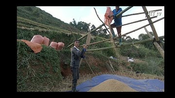 Cách Thu Hoạch Lúa Truyền thống của người dân Tây Bắc- HT tv