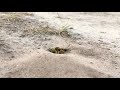 Песчаная оса роет норку | Замедленное видео | Sand wasp digs mink | Slow motion video