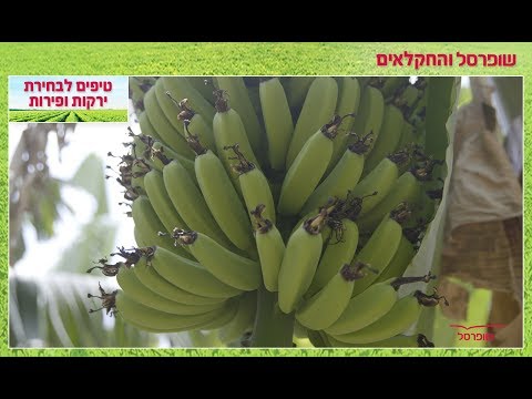 וִידֵאוֹ: האם כדאי לאכול בננות ירוקות או כהות?