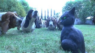 8 Basset Hounds Vs Halloween Cat So Funny! by CopperstateBassets 13,595 views 6 years ago 2 minutes, 49 seconds