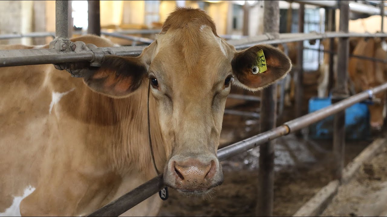 Maple Bottom Farm, A Guernsey Dairy Farm In Dawson, Pennsylvania