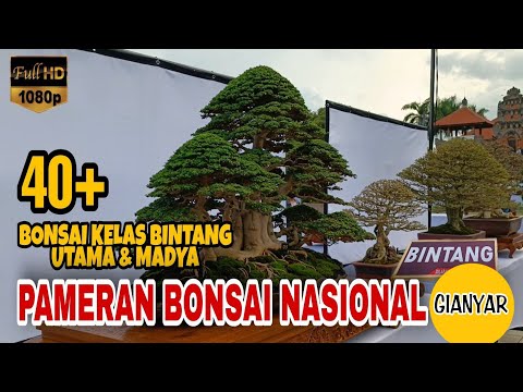 Bonsai Kelas Bintang, Kelas Utama & Madya, Pameran Bonsai Nasional Gianyar Bali