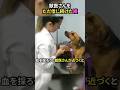獣医さんをただ信じ続けた瞳