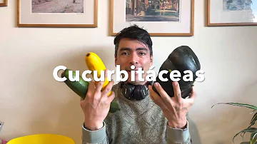 ¿Pueden comer calabacín los perros?