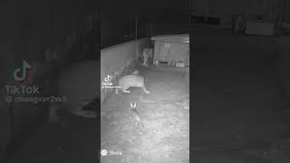 Why Do Leopards, Tigers And Lions Fear Cats ? Here Is The Reason And Answer So Funny