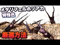メタリフェルの魅力 厳選方法と成虫掘出し 産卵セットについて【クワガタ飼育】