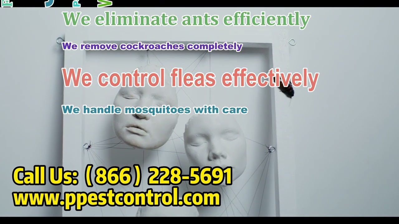 Richmond Pest Control Company Ant, Cockroach, Flea, Mosquito, Moth Spider Termite Removal Service