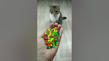 Cat Marbles Satisfying Reverse Video ASMR