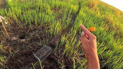 Đổi điểm mới , bẫy chuột ở đường ruộng nhỏ trúng mánh thấy mê #đồngcárô