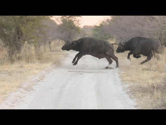 African Buffalo Hunt. Namibia Caprivi Hunting at it's best #2 class=