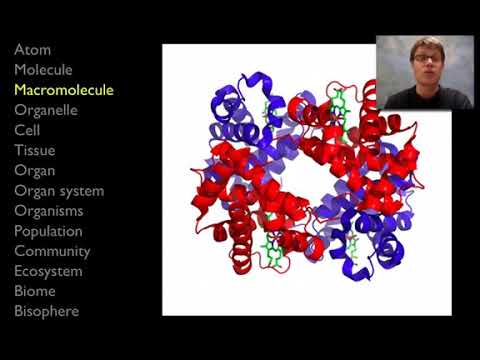 Atom Molecule Cell Tissue Organ Organ System Organism Population Community Ecosystem Biosphere Youtube Atom Molecule Cell Tissue Organ Organ System Organism Population Community Ecosystem Biosphere Youtube