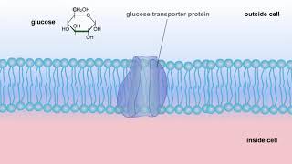 Cellular Respiration & Glucose Mobilization (Glucose transport & Phosphorylation of Glucose)