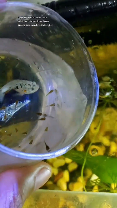 kondisi ikan molly setelah lahiran