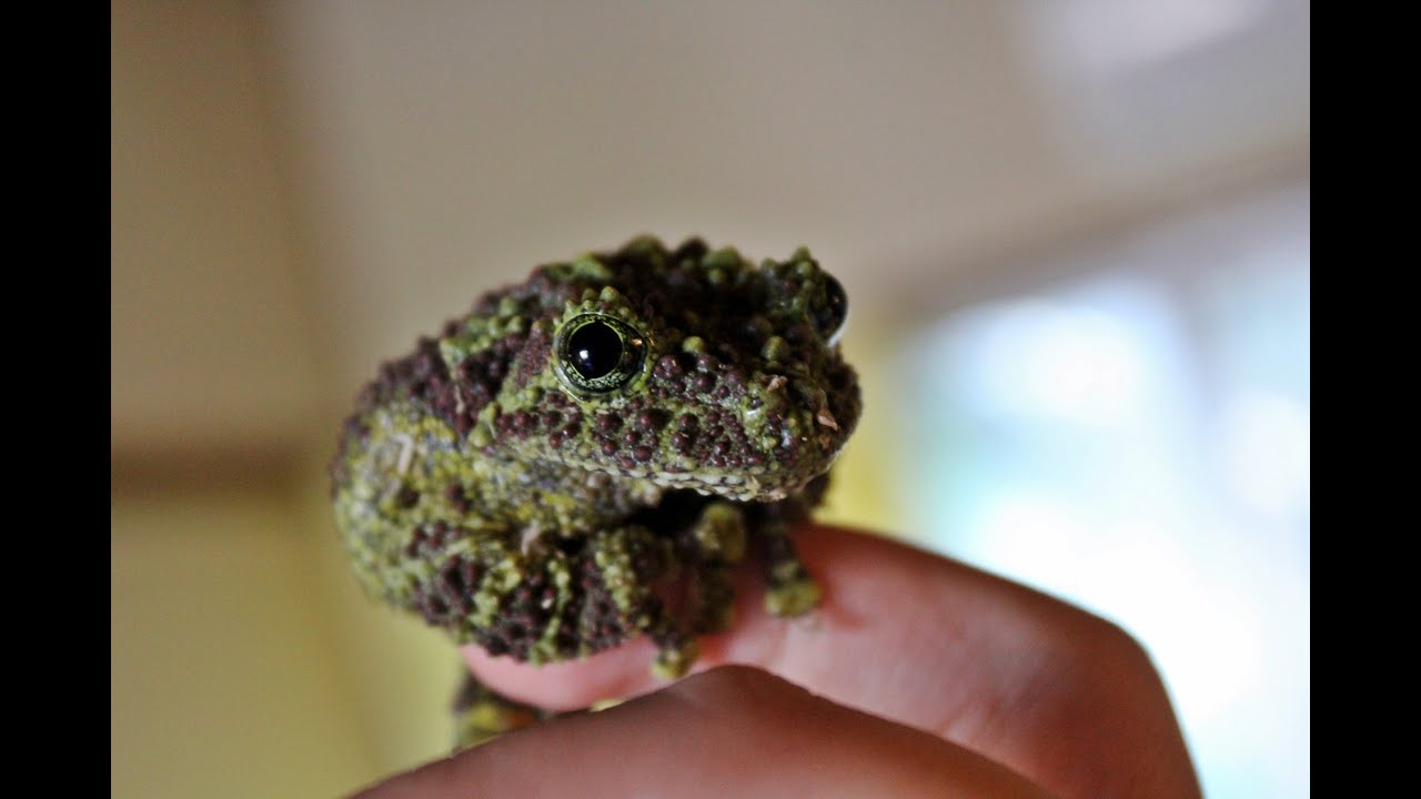 vietnamese mossy frog habitat Reptile Expo in Japan Pickups Fall 2015[HD]