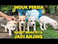 Induk kucing persia kaget anak nya jadi anak anjing