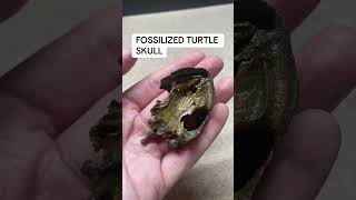 FOSSILIZED TURTLE SKULL #artifacts #nature #animals #rockhounding #fossil #paleontology #turtle