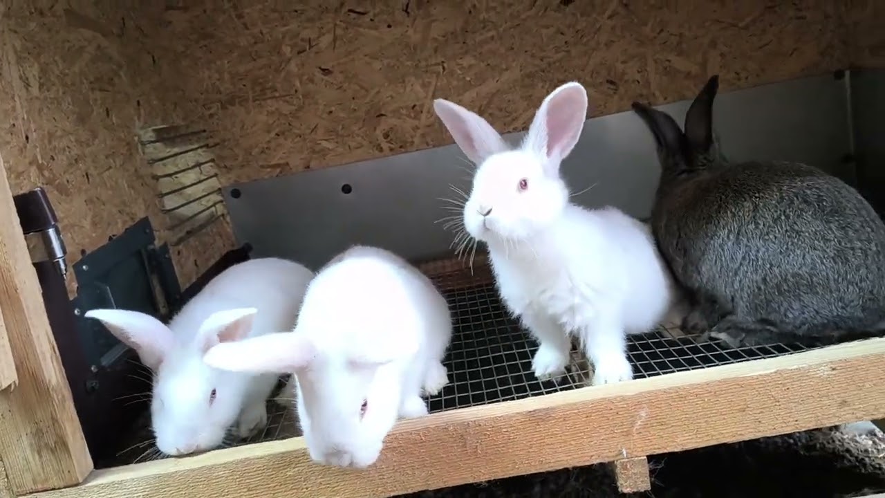Selekcia mláďat v efektívnom chove