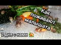 Маленькие улитята🐌Как поживают наши малышата? #Видео10